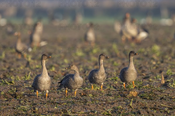 Bean goose (Anser fabalis), Texel, Netherlands