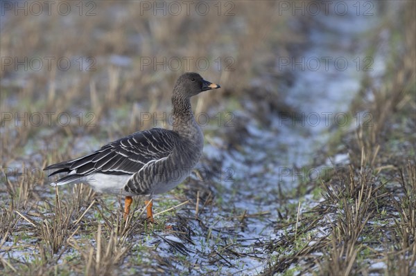 Bean goose (Anser fabalis), Texel, Netherlands