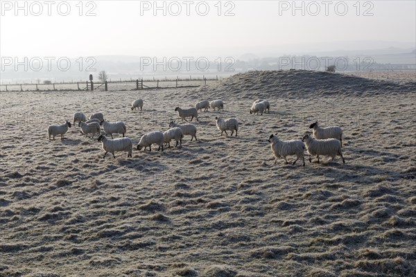 Sheep grazing frosty Windmill Hill, a Neolithic causewayed enclosure, near Avebury, Wiltshire, England, UK