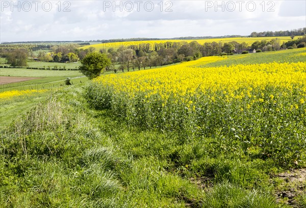 Yellow flowering oil seed rape crop growing on Salisbury Plain, near Orcheston, Wiltshire, England, UK
