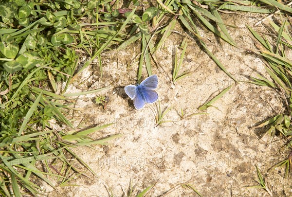 Male Common Blue butterfly, Polyommatus icarus, at Bawdsey, Suffolk, England, UK