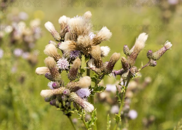 Meadow Thistle, Cirsium dissectum, flowers and pappi seed-heads River Deben, Sutton, Suffolk, England, UK