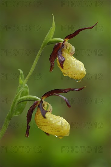 Yellow lady's slipper orchid (Cypripedium calceolus), two, water droplets, detail, nature photography, Grosskochberg, Thuringia, Germany, Europe