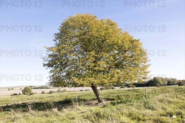 Small leafed lime tree, Tilia cordata, in autumn leaf, Richardson deserted medieval village, Berwick Bassett, Wiltshire, England, UK