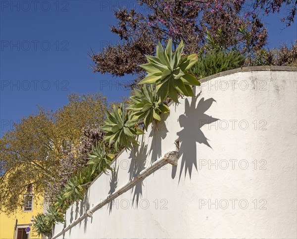Succulent cactus plants growing over whitewashed wall of public park garden, Tavira, Algarve, Portugal, southern Europe, Europe