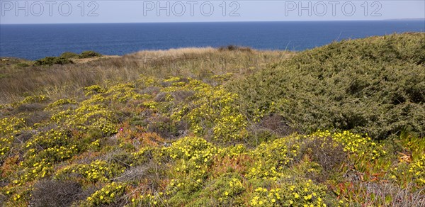 Vegetation Rota Vicentina Fishermen's Trail long distance coast path, Odeciexe, Algarve, Portugal, Europe