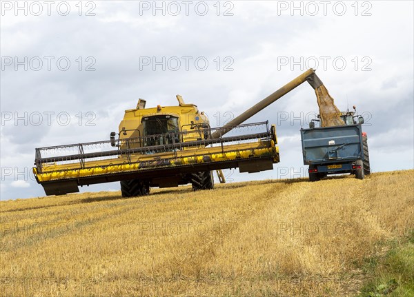 Combine harvester in feed loading trailer with grain, Chisbury, Wiltshire, England, UK