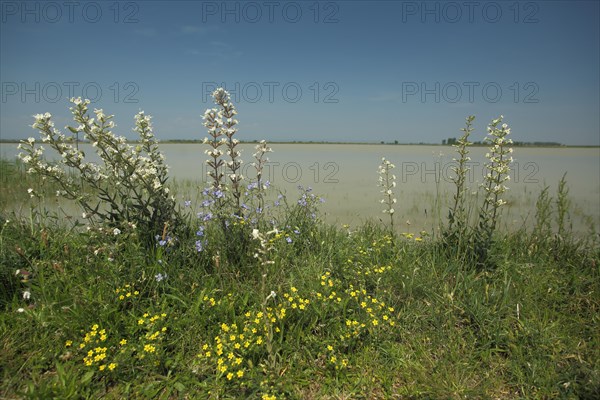 Perennials with sticky campion (Silene viscosa) on the shore of Lacke, lake, perennial, flowers, environment, habitat, landscape, Darscho, Warmsee, Illmitz, Seewinkel, Lake Neusiedl, Burgenland, Austria, Europe