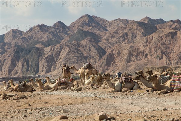 A group of camels resting in a rocky desert with mountains on background. Egypt, the Sinai Peninsula near Dahab