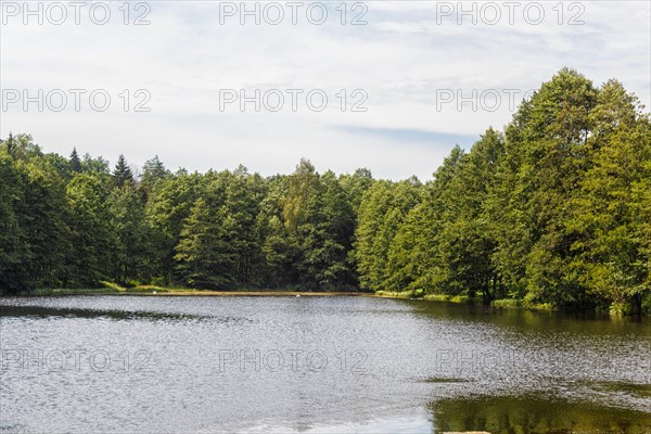 A forest lake surrounded by trees. sunny summer day, Belarus, Europe
