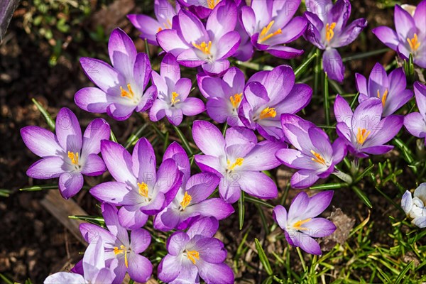 Purple crocuses germinate in the spring in the garden. Symbol of spring