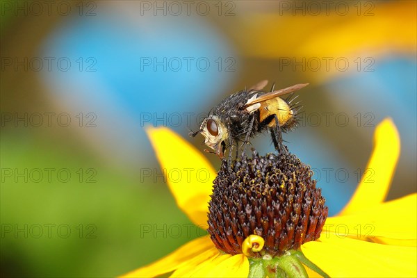 Hedgehog fly (Tachina fera), collecting nectar from a flower of the yellow coneflower (Echinacea paradoxa), Wilnsdorf, North Rhine-Westphalia, Germany, Europe