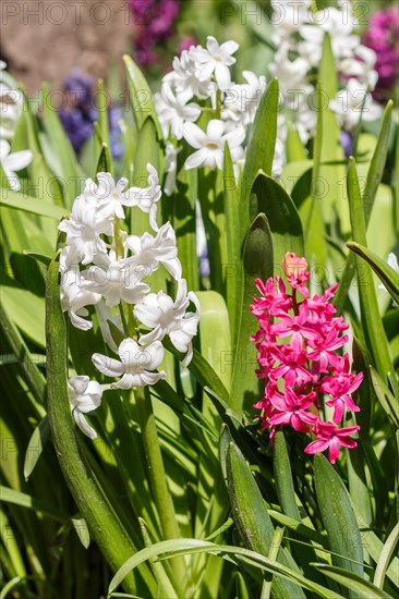 Hyacinth in the spring garden