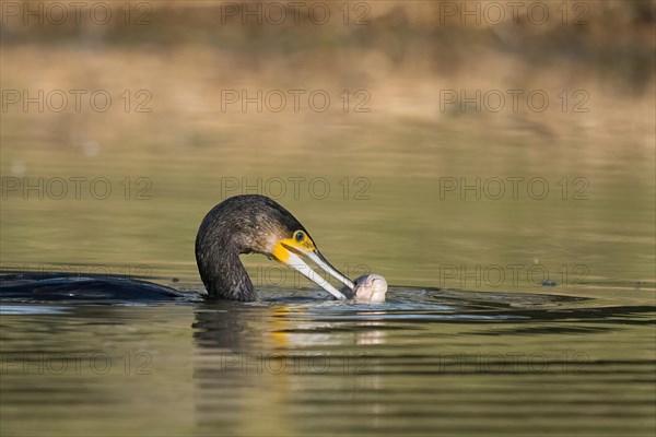 A great cormorant (Phalacrocorax carbo) in the water holding a caught fish in its beak, Hesse, Germany, Europe