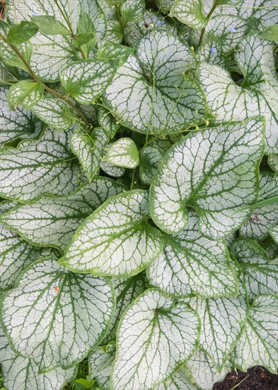 Brunnera patterned leaves in the garden