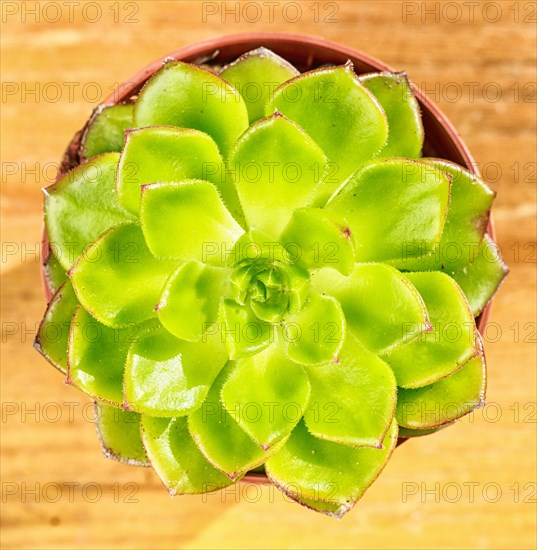 Beautiful little plant, succulent in a small flower pot. on the wooden background