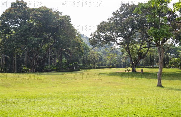Lawn and large trees in the park