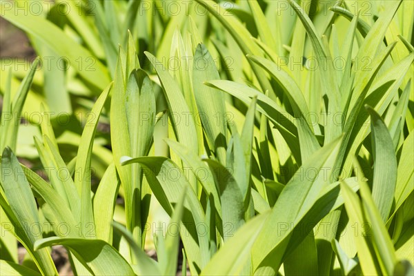 Young green shoots in the botanical garden in spring