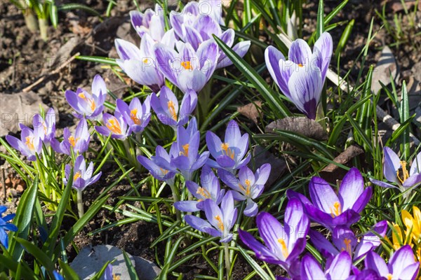 Crocuses blooming in the botanical garden in spring