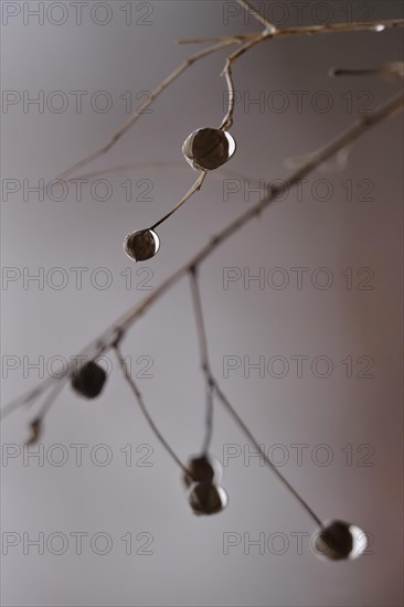 Linseed after the rain, February, Germany, Europe