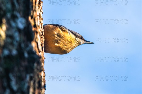 Eurasian Nuthatch, Sitta europaea bird in forest at winter sun