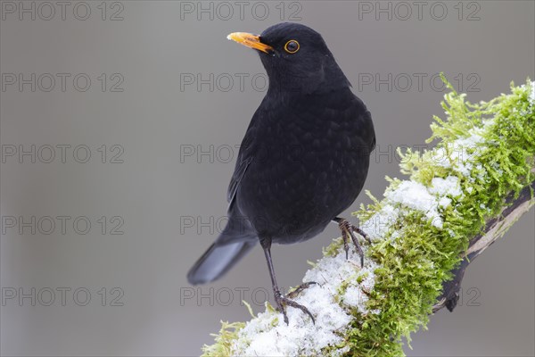 European blackbird (Turdus merula) adult male bird on a snow covered tree branch, England, United Kingdom, Europe