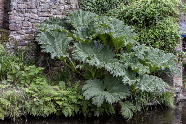 Giant rhubarb (Gunnera manicata) at the river Trieux, Pontrieux, Brittany, France, Europe