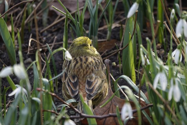 Yellowhammer (Emberiza citrinella), February, Germany, Europe