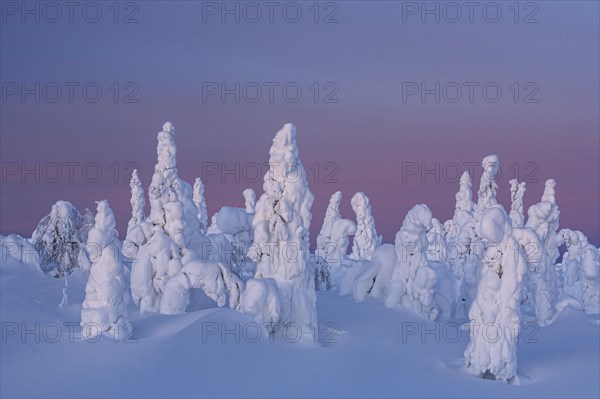 Snow-covered trees in tundra, Arctic, evening light, winter, Dalton Highway, Alaska, USA, North America