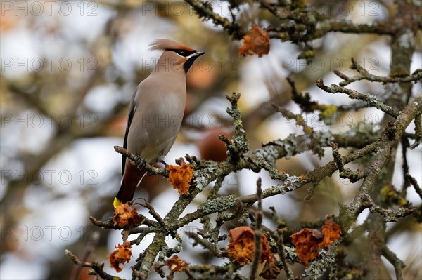 Bohemian waxwing (Bombycilla garrulus), winter visitor, invasion bird, Thuringia, Germany, Europe