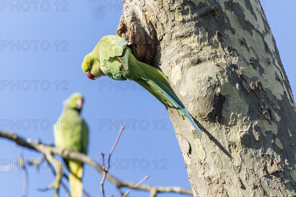 Rose-ringed parakeet (Psittacula krameri) hanging from a tree at the breeding den, wildlife, Germany, Europe