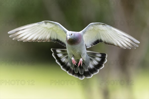 City dove (Columba livia forma domestica) in flight, wildlife, Germany, Europe