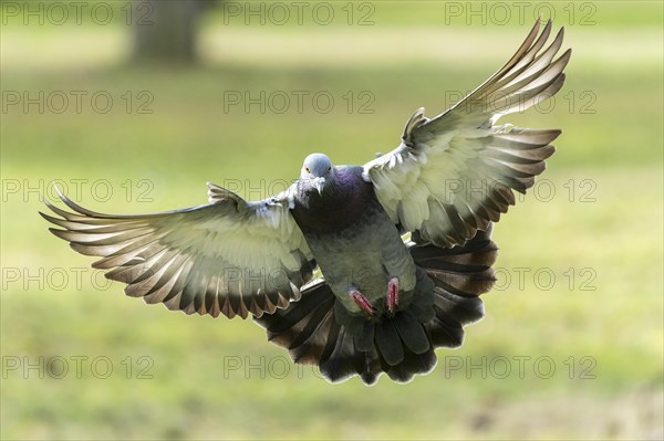 City dove (Columba livia forma domestica) in flight, wildlife, Germany, Europe