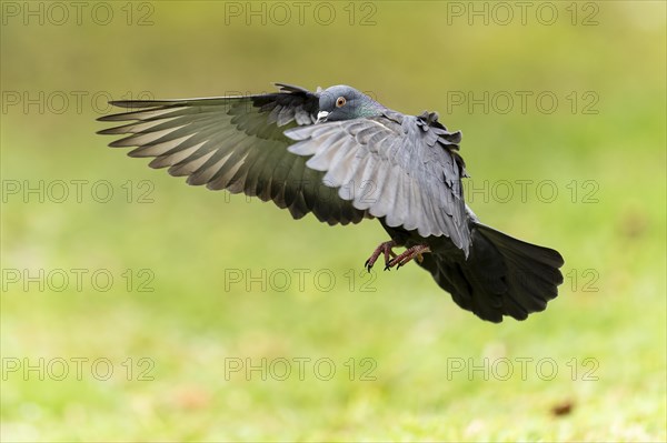 City dove (Columba livia forma domestica) in flight, wildlife, Germany, Europe