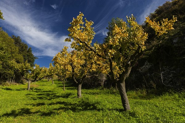 Apricot trees in autumn, agriculture, fruit, apricot, orchard, autumnal, foliage, tree, deciduous tree, fruit tree, agriculture, cultivation, Alps, Rhone Valley, Valais, Switzerland, Europe