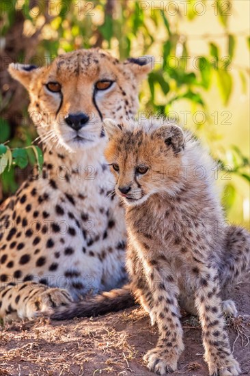 Cheetah (Acinonyx jubatus) mother with a cute cub resting in the shade on the savanna in africa, Maasai Mara, Kenya, Africa