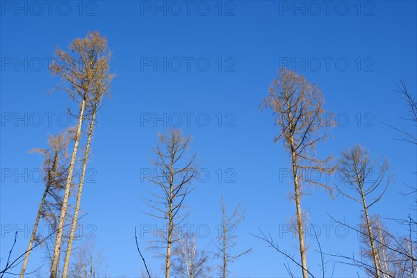 Bare spruce trees in front of a blue sky, bark beetle infestation, Arnsberg Forest nature park Park, Sauerland, North Rhine-Westphalia, Germany, Europe