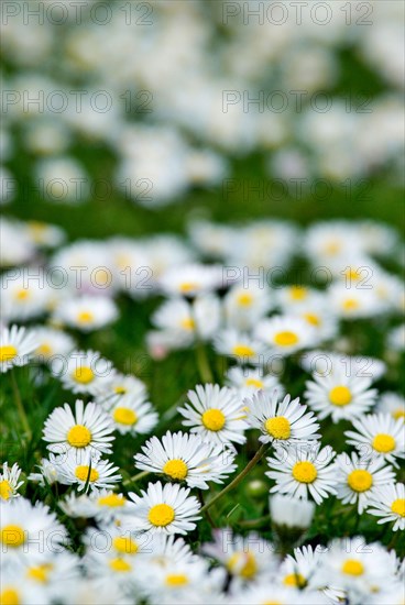 Spring meadow with Daisy (Bellis Perennis) Munich, Bavaria, Germany, Europe