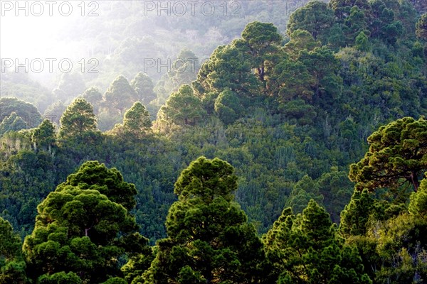 Forest of Canary Island pines (Pinus canariensis) against the light, La Palma, Canary Islands, Spain, Europe