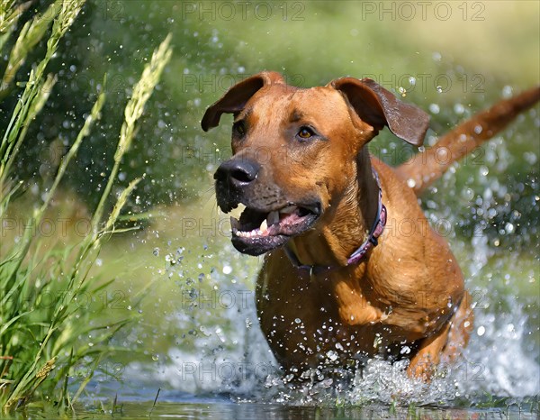 Dog, young dog, Rhodesian Ridgeback, recognised dog breed from South Africa (picture AI generated), AI generated