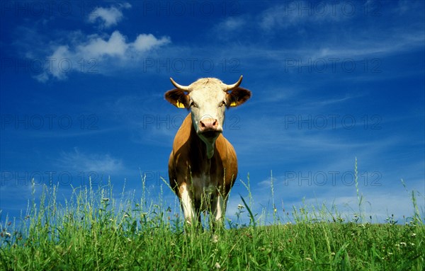 One single cow watching photographer, Bavaria, Germany, Europe