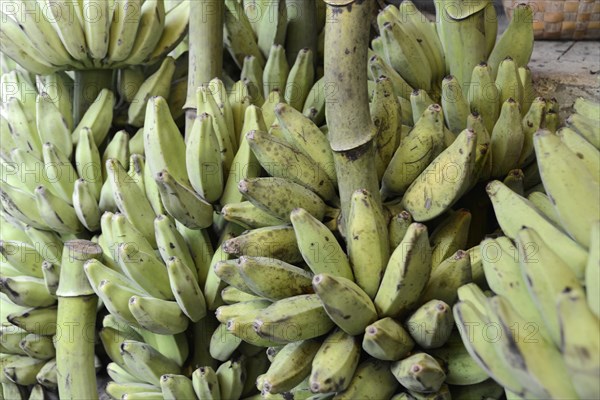 Fresh bananas at a market in Mandalay, Mandalay, Myanmar, Asia