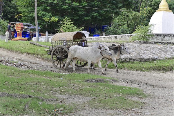 Ox cart on the Irrawaddy, Myanmar, Asia