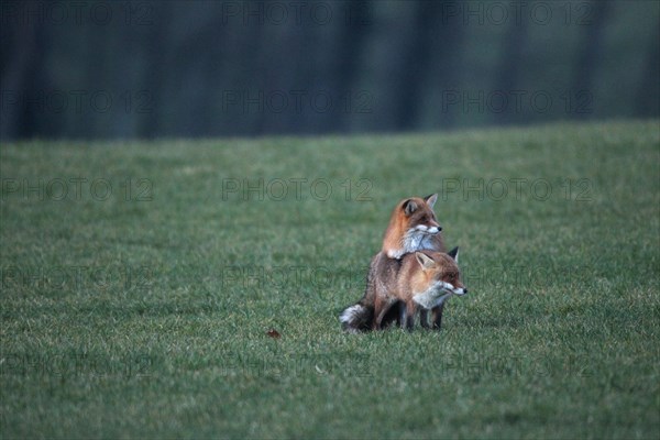 Fox (Vulpes vulpes) mating season, so-called Ranzzeit, male mounts female on snow-free meadow, Allgaeu, Bavaria, Germany, Europe