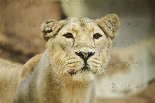 Asiatic lion (Panthera leo persica) female, portrait, captive