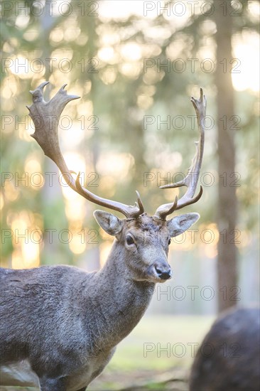 Fallow deer (Dama dama) buck standing in a forest, Bavaria, Germany, Europe