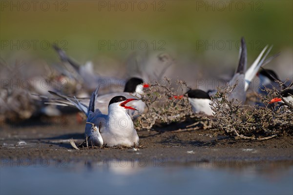 Common Tern (Sterna hirundo), on nest in breeding colony, Danube Delta Biosphere Reserve, Romania, Europe