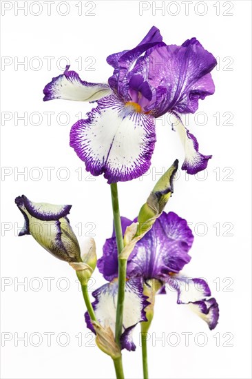 Beautiful multicolored iris flower isolated in white. Close up