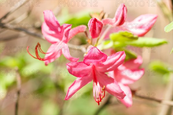 Rhododendron (azalea) flowers of various colors in the spring garden. Closeup. Blurred background