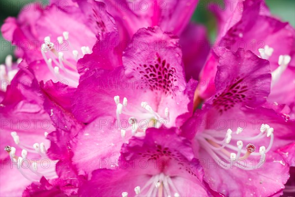 Rhododendron (azalea) flowers of various colors in the spring garden. Closeup. Blurred background